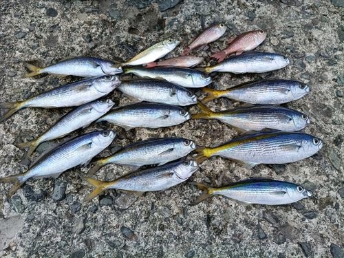 タカベの釣果
