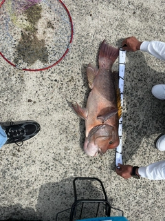 コブダイの釣果