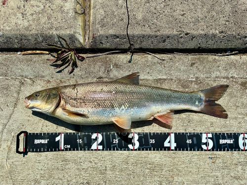 ウグイの釣果