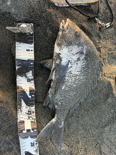 キビレの釣果