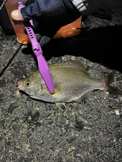 タナゴの釣果