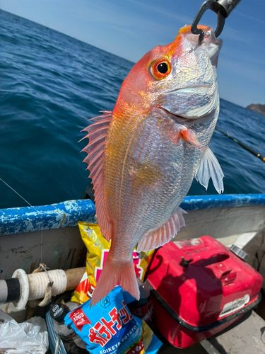 レンコダイの釣果