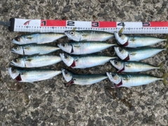 サバの釣果