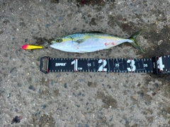 コゾクラの釣果