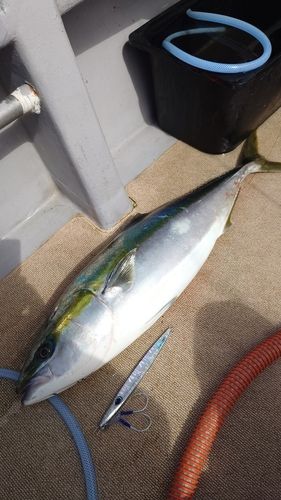 ブリの釣果