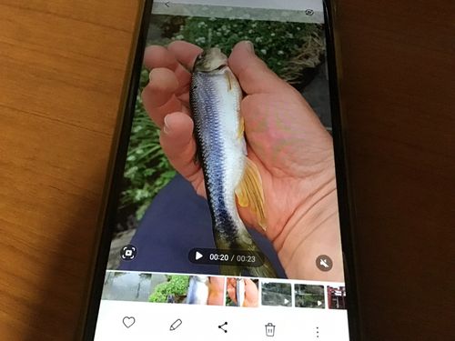カワムツの釣果