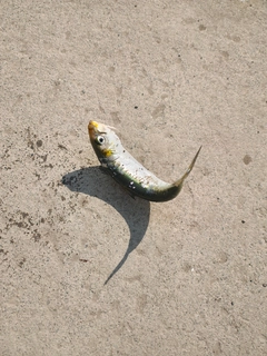 イワシの釣果