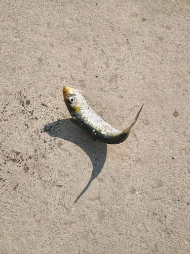 イワシの釣果