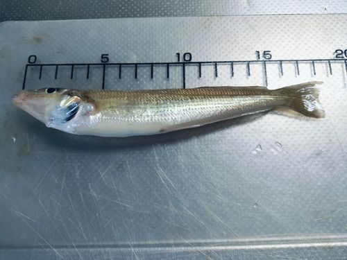 キスの釣果