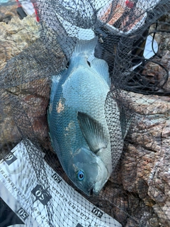 メジナの釣果