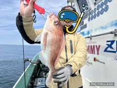 マダイの釣果