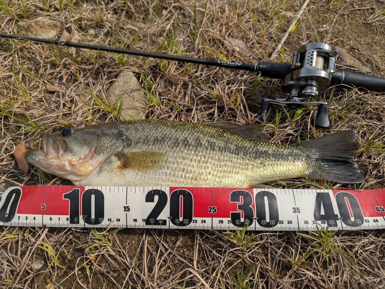 SHIMANO 18ポイズン アドレナ 167L-BFSの最安値・インプレ・釣果