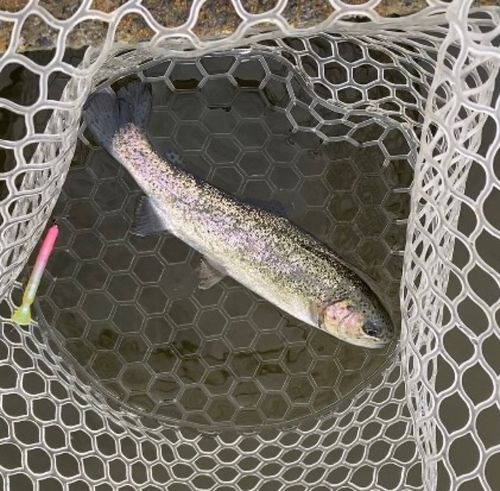 レインボートラウトの釣果
