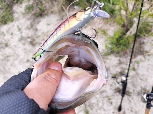 ブラックバスの釣果