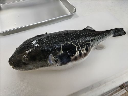 トラフグの釣果