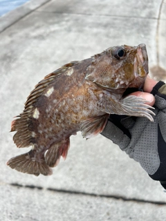 ガシラの釣果