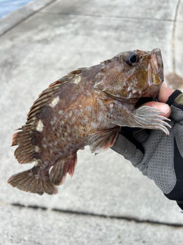 ガシラの釣果