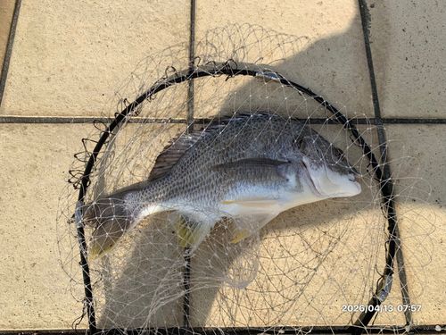 キビレの釣果