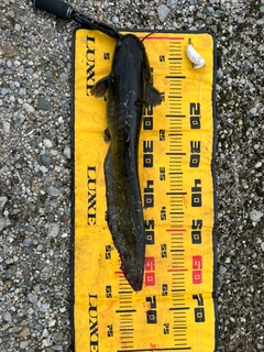 ナマズの釣果