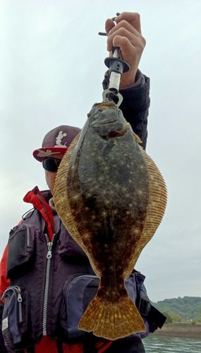 ヒラメの釣果
