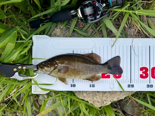 栃木県 田川で釣れたブラックバスの釣り・釣果情報 - アングラーズ