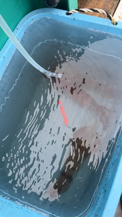 マルイカの釣果