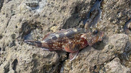 アラカブの釣果