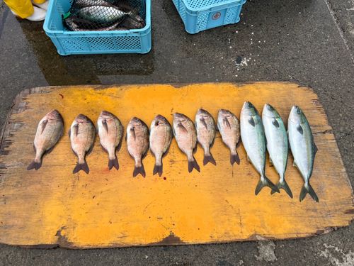 マダイの釣果