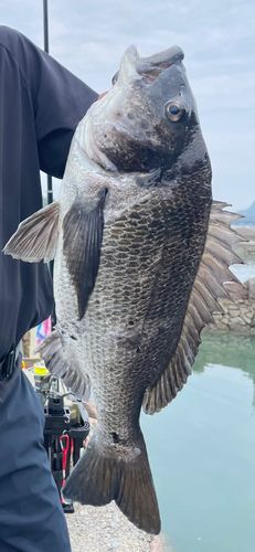 チヌの釣果