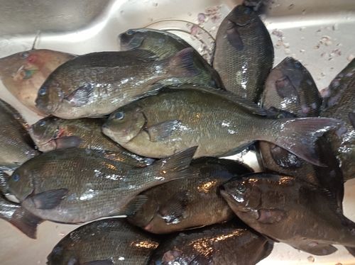 クロの釣果