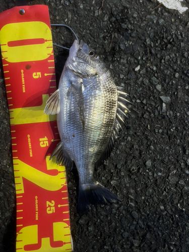 チヌの釣果