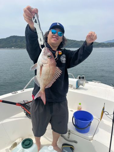 マダイの釣果