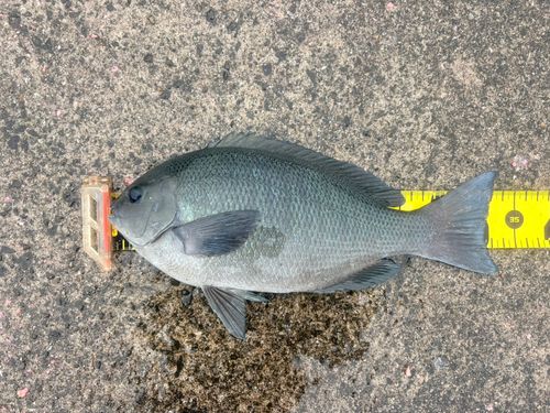 メジナの釣果