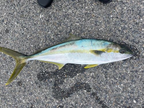 ヒラマサの釣果