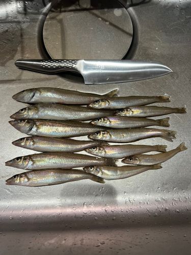 キスの釣果