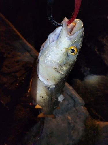 クロソイの釣果