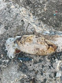 コブシメの釣果