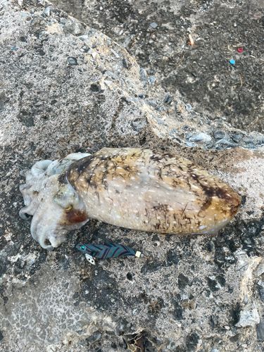 コブシメの釣果