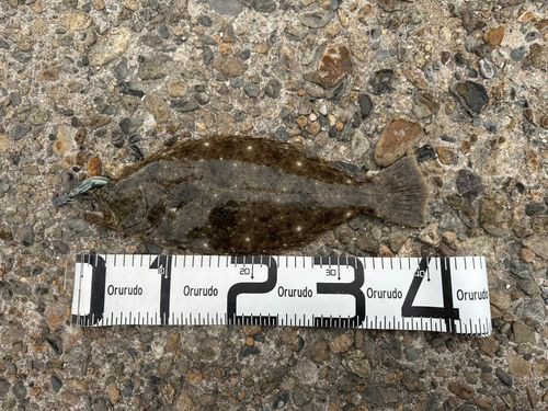 ヒラメの釣果