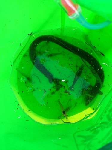 ウナギの釣果