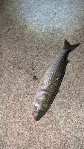 ボラの釣果