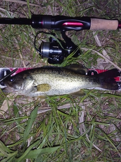 ラージマウスバスの釣果