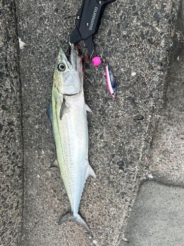 サゴシの釣果