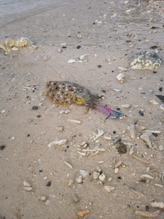 コブシメの釣果