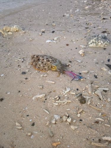 コブシメの釣果