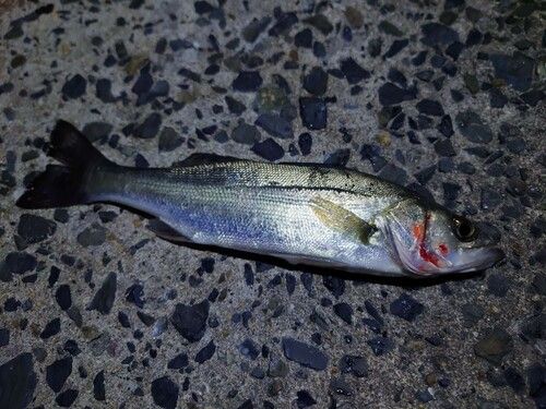 セイゴ（ヒラスズキ）の釣果