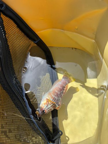 ホシササノハベラの釣果