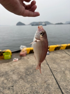 チダイの釣果