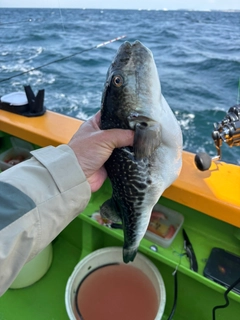 トラフグの釣果