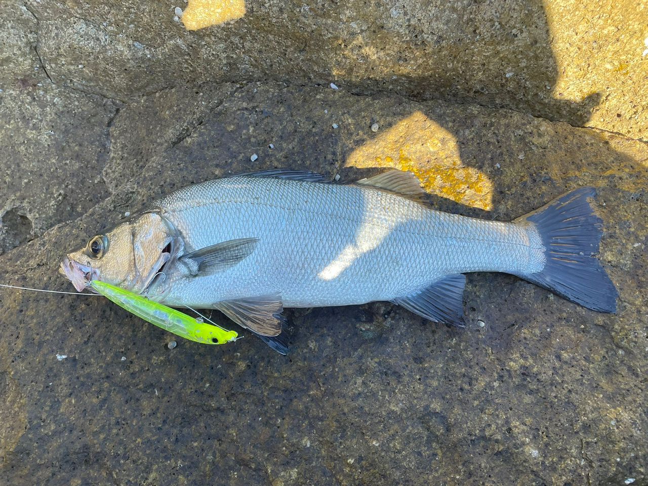 SHIMANO 18ディアルーナ S96MHの最安値・インプレ・釣果 | 本音の